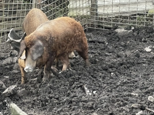 Vand purcei mangalita - imagine 4