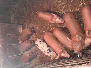 purcei de vinzare  - imagine 2