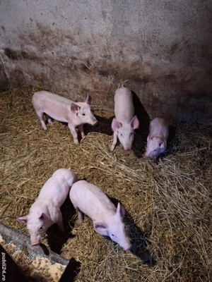 Vând purcei - imagine 5