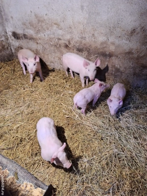 Vând purcei - imagine 3