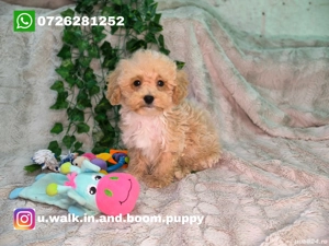 Vand baietei pudel toy si pitic