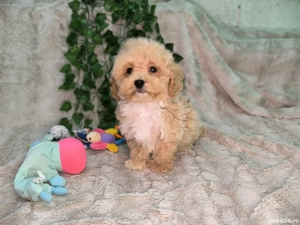 Vand baietei pudel toy si pitic - imagine 2