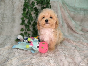 Vand baietei pudel toy si pitic - imagine 3