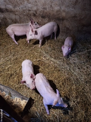 Vând purcei - imagine 2