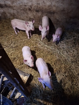 Vând purcei - imagine 4