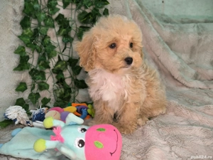 Vand baietei pudel toy si pitic - imagine 4