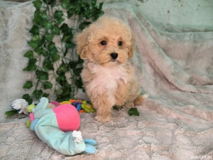 Vand baietei pudel toy si pitic - imagine 5