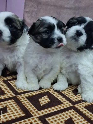 Căței shih tzu de vânzare 