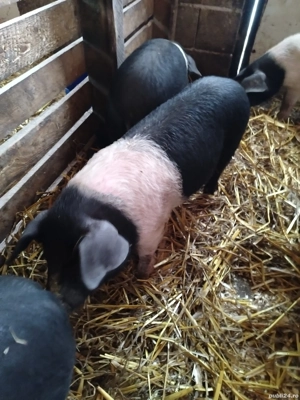 Vând purcei Bazna  - imagine 2