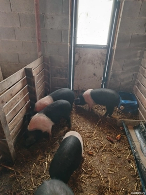 Vând purcei Bazna  - imagine 3