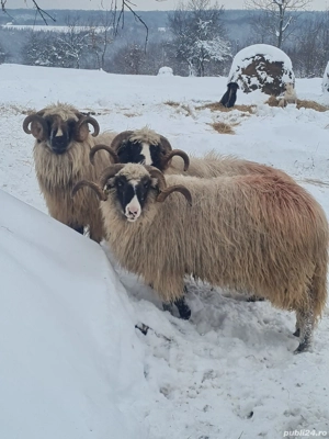 vand berbecii - imagine 3