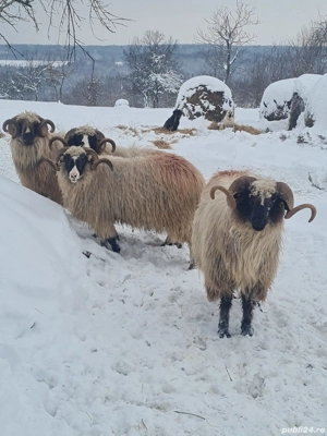 vand berbecii - imagine 4