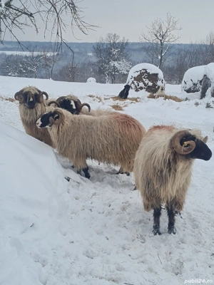 vand berbecii - imagine 5