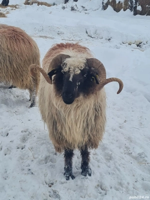 vand berbecii - imagine 2