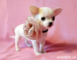 Chihuahua Toy cu pedigree 