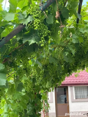 Casa si teren 1785mp   comuna Merei BZ   renovata recent   SC 170mp   Pret: 85.000  neg  - imagine 5