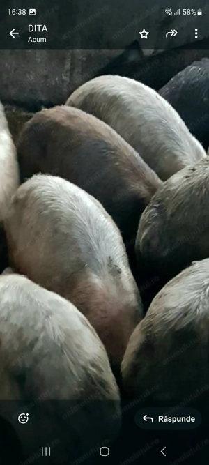 Purcei rasa Landras si Duroc ! - imagine 6