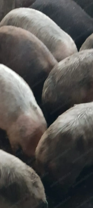 Purcei rasa Landras si Duroc ! - imagine 7