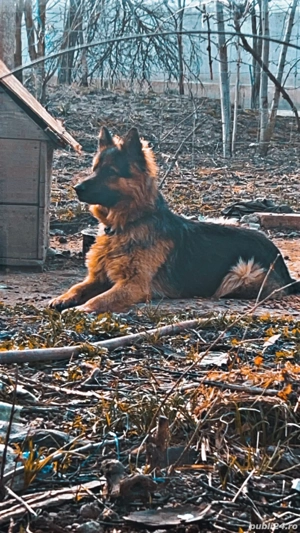 Ciobanesc german mascul - imagine 4