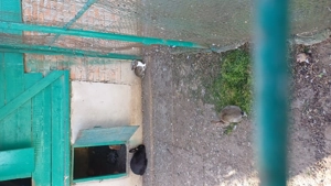 Vând iepuri - imagine 2