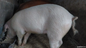 Porc 80-90 kg - imagine 2