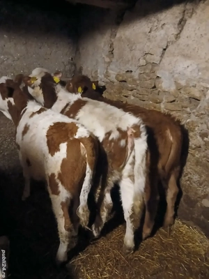 vitele de vânzare  - imagine 2