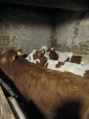 vitele de vânzare  - imagine 3