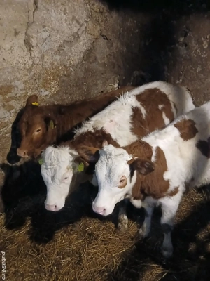 vitele de vânzare  - imagine 5