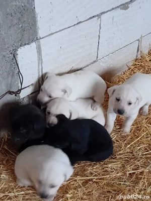 Pui labrador - imagine 4