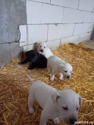 Pui labrador - imagine 2