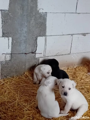 Pui labrador - imagine 3