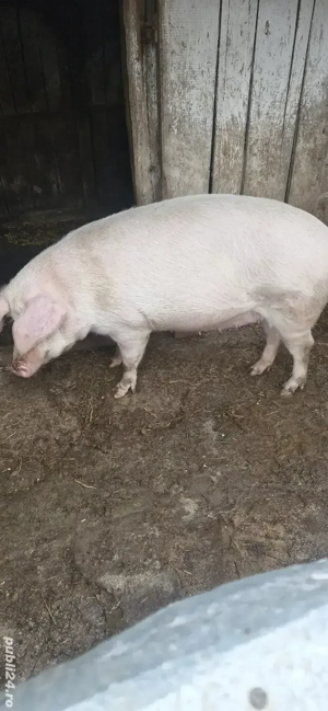 Vand scroafa gestanta - imagine 2