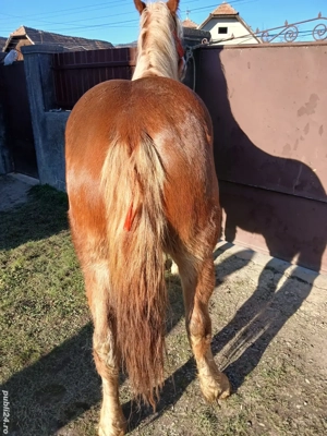 mânza de vânzare  - imagine 4