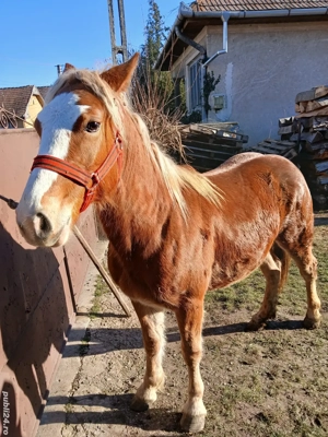 mânza de vânzare  - imagine 3