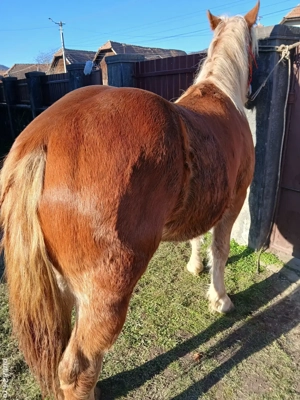 mânza de vânzare  - imagine 2