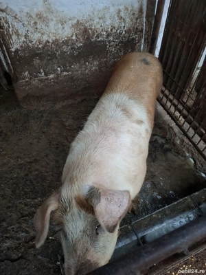 Vand porc rasa de carne 