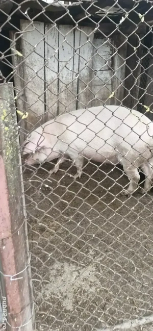 Vand scroafa gestanta - imagine 3