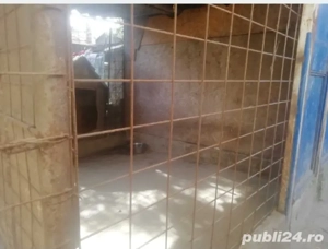 Foster Pensiune canina Cazare pentru caini PetSitter Hotel Giurgiu - imagine 4