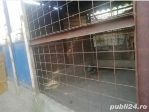 Foster Pensiune canina Cazare pentru caini PetSitter Hotel Giurgiu - imagine 3