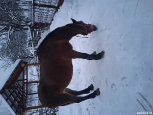 vand iapa  - imagine 3