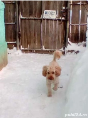 Foster Pensiune canina Cazare pentru caini PetSitter Hotel Giurgiu - imagine 2