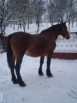 vand iapa  - imagine 2