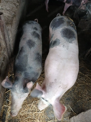 Porci 70-90 Kg - imagine 2