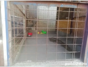 Foster Pensiune canina Cazare pentru caini PetSitter Hotel Giurgiu - imagine 5