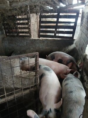 Porci 70-90 Kg - imagine 3