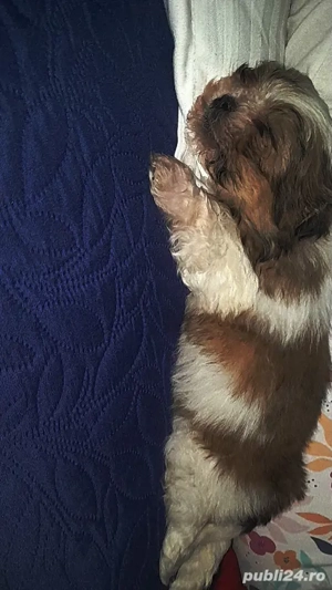 Shih-tzu talie mică.