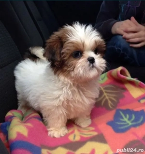 Shih-tzu talie mică. - imagine 3