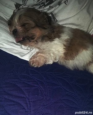Shih-tzu talie mică. - imagine 2