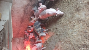 purcei 8 saptamâni 18 de bucăți - imagine 3