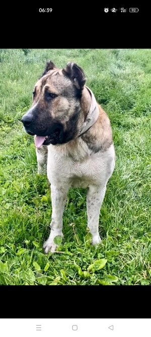 Volkodav 2 ani, genetica foarte buna